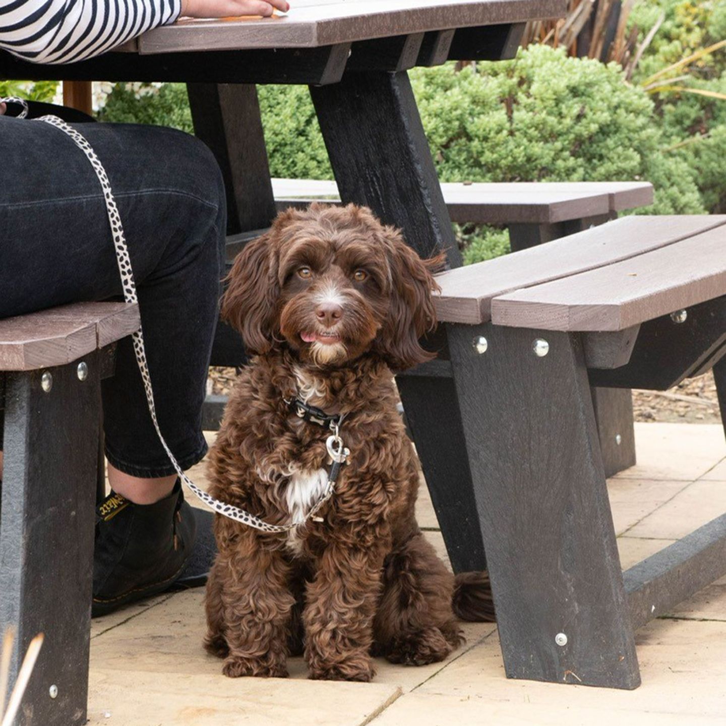 Your local dog friendly pub in Buxton